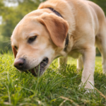Dog eating grass during a walk, explaining normal canine behavior in 2026