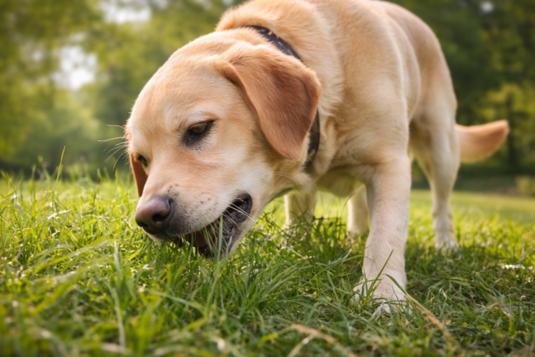 Dog eating grass during a walk, explaining normal canine behavior in 2026